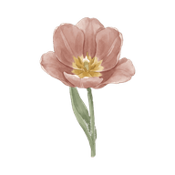 Tulip